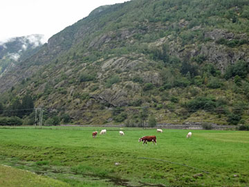 牧草地の牛たち