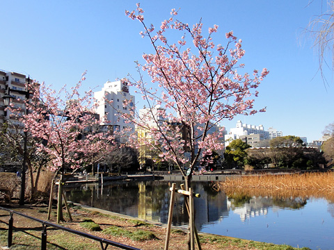 不忍池の河津桜