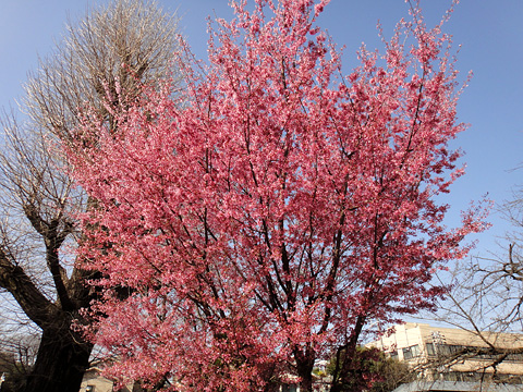 寛永寺の早咲き桜