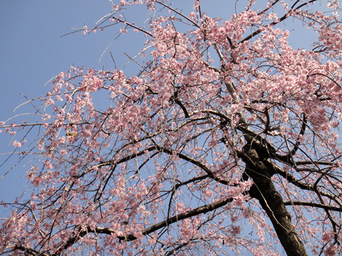 寛永寺の枝垂桜