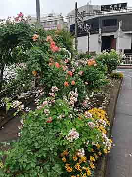 京成八幡駅前のバラ
