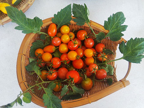 ベランダ菜園のトマト