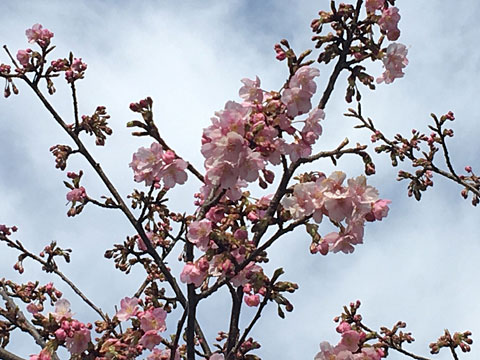 上野の河津桜