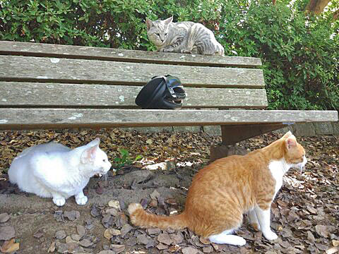 宮の森公園の猫たち