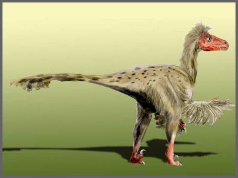 Dromaeosaurus