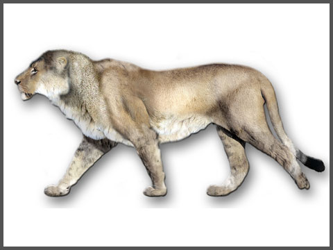 Panthera Atrox