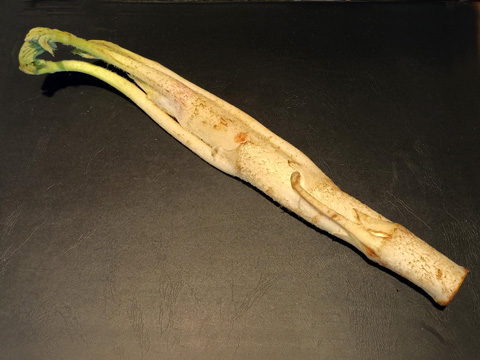 軟白うど（白うど）