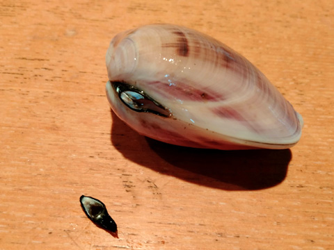 蝶番を切り落とす