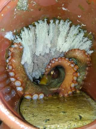 蛸壺の中の海藤花