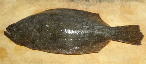 ヒラメ