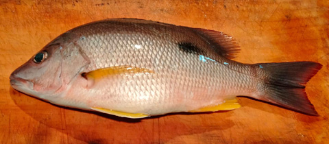 クロホシフエダイ