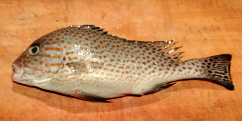 小型のコロダイ