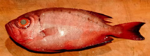 ホウセキキントキ