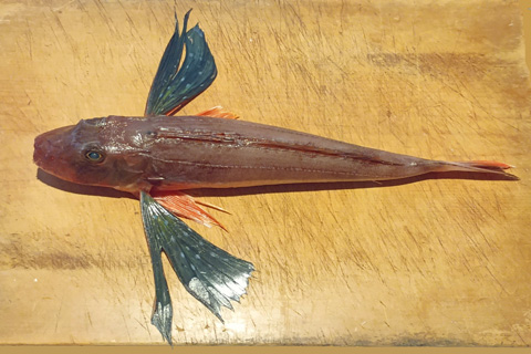 ホウボウ上からの図