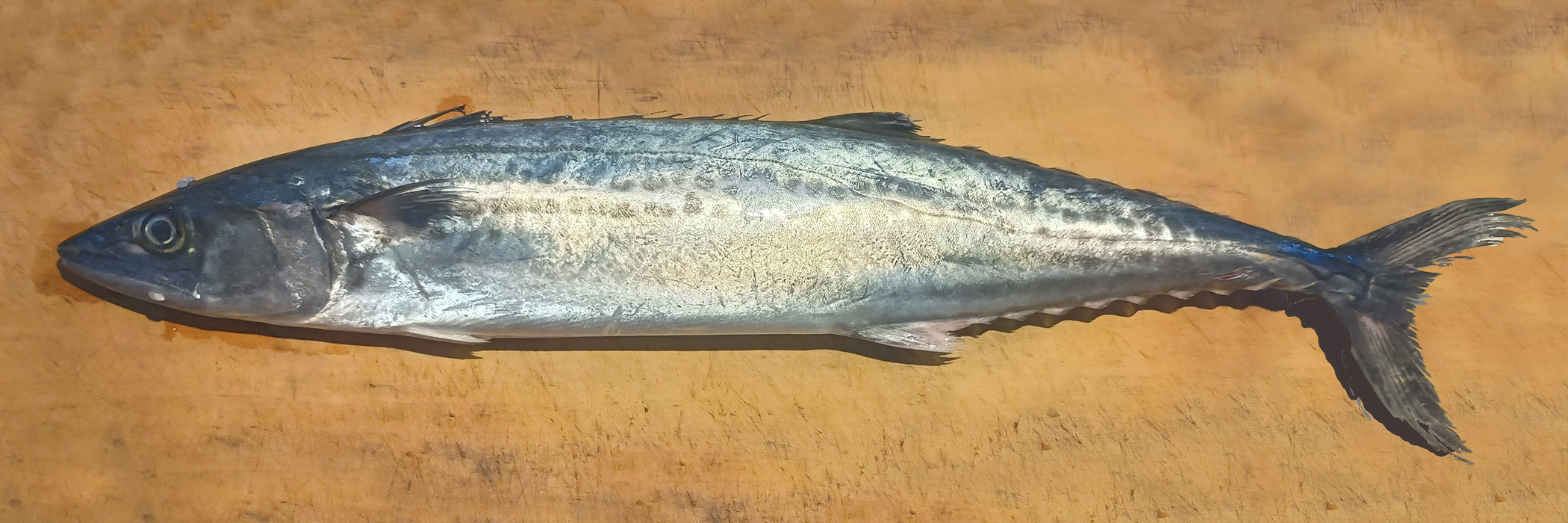 サゴシ（サゴチ）