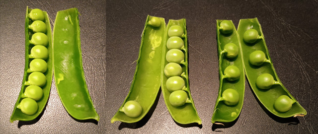 並び方が面白い豆