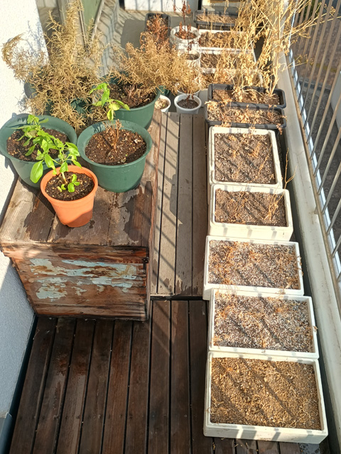 壊滅状態の植物群