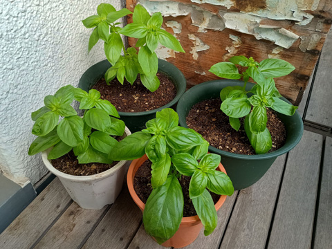 大きくなったバジル