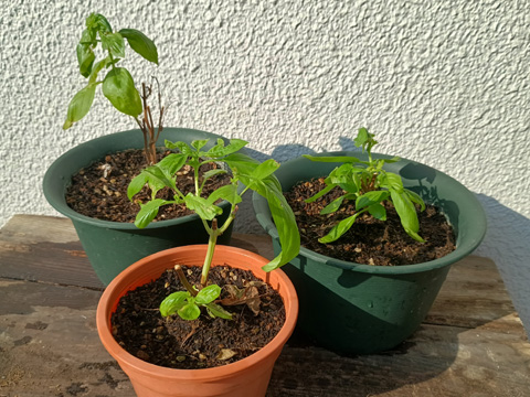 生き残ったバジル