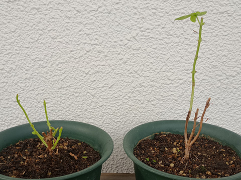 丸坊主になったバジル