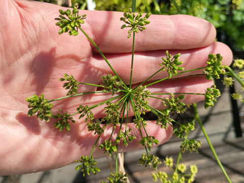 膨らんできた子房が目立つ花