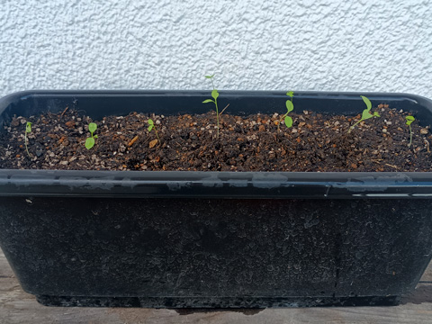 植え替えたイタリアンパセリ