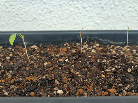 喰われたイタリアンパセリ