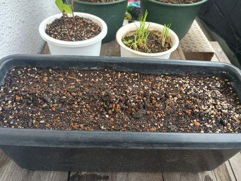 種播きしたプランター