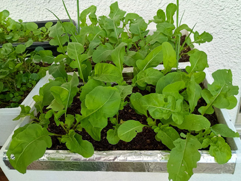 大きくなったルッコラ