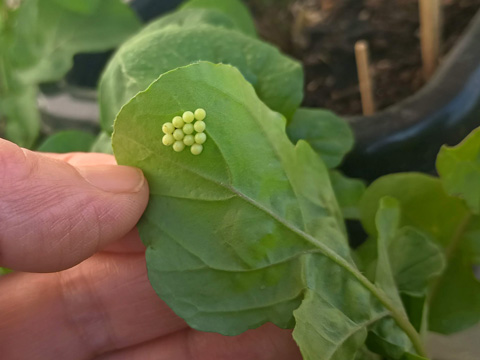 葉っぱの裏側に産み付けられた卵