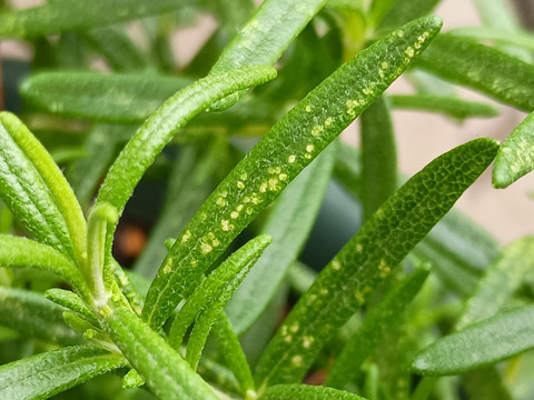 ローズくんの葉っぱ