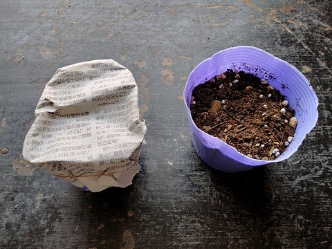 ポットに土を入れて種を播いた