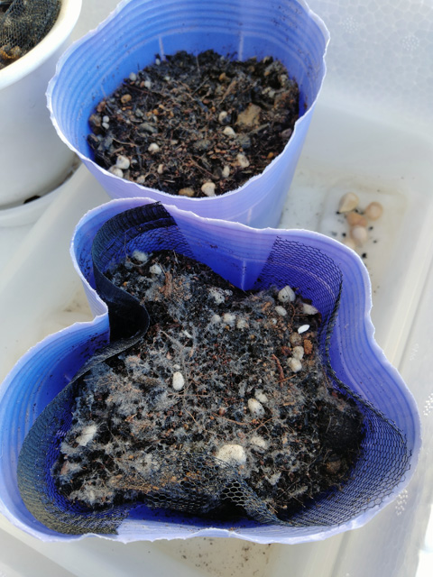 手前のポットにカビ
