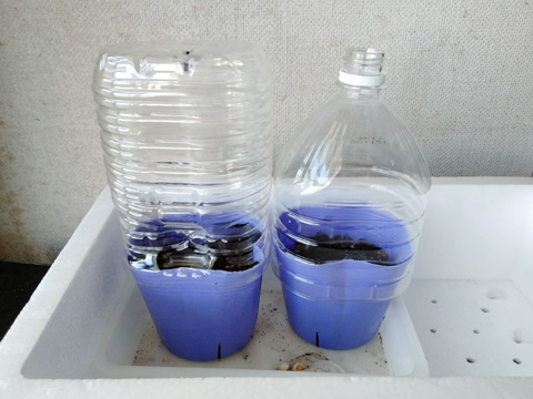 ペットボトルの温室