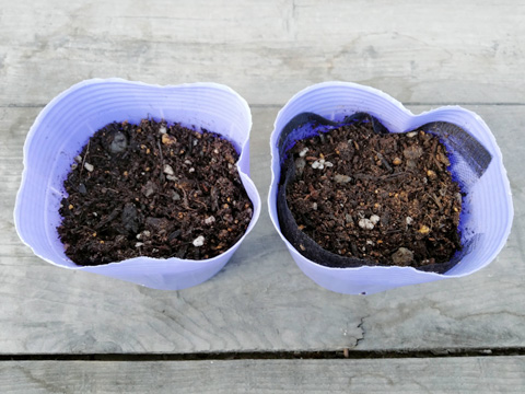 発芽しなかったポット