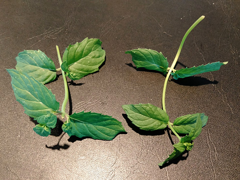 収穫したペパーミント