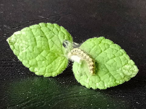 はらぺこ青虫発見！