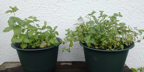 成長が異なる二鉢