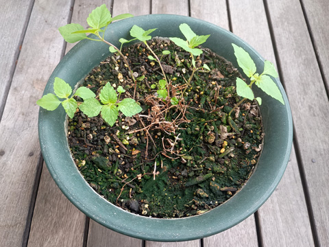 枯れたペパーミントの鉢とそこに生えた大葉