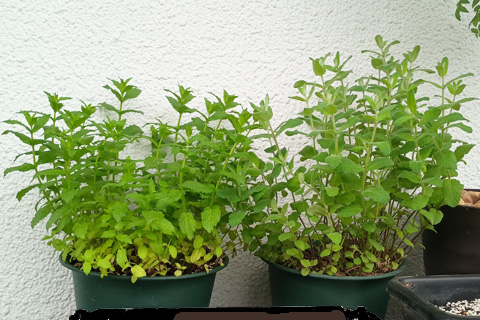 左：ペパーミント、右：アップルミント