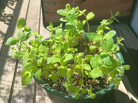 切り戻したアップルミント