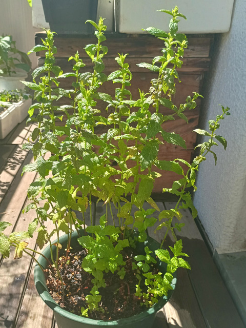 伸びたペパーミント