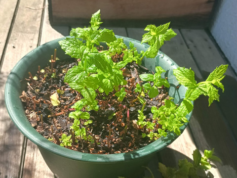 切り戻したペパーミント