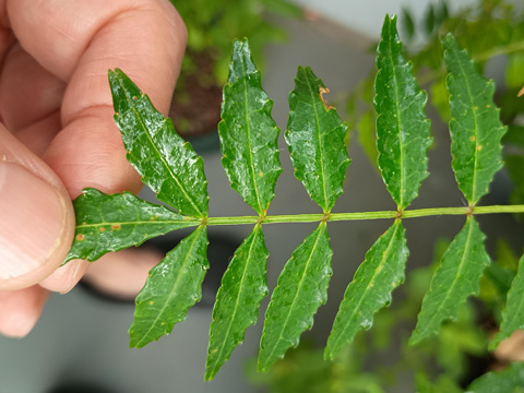 葉っぱのテカリ