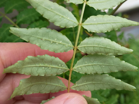 葉っぱの裏側の水滴