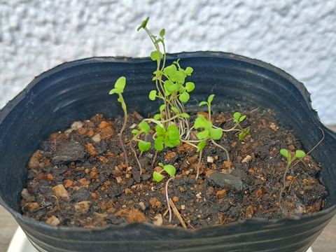 ごちゃごちゃのタイム