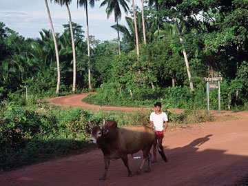 朝の車窓からの風景
