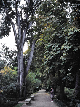 マドリード王立植物園
