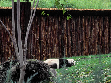 ジャイアントパンダ