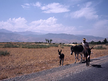 アトラス山脈とロバ